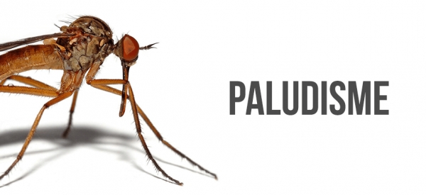 Paludisme: L'OMS recommande fortement la pyronaridine-art&eacute;sunate