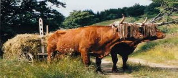 Dossier-Odienn&eacute;/  Conflits agriculteurs-&eacute;leveurs : une menace sur la coh&eacute;sion sociale