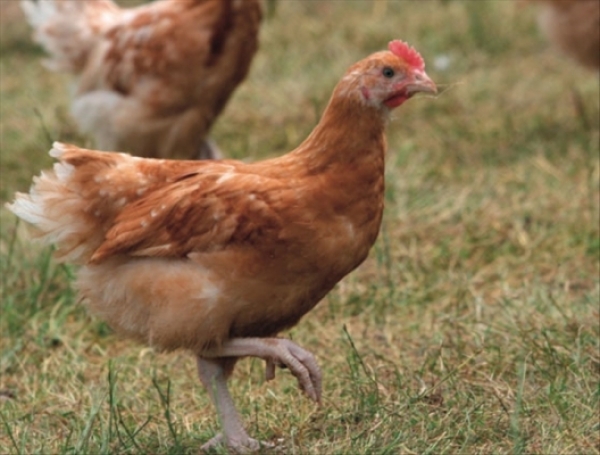 C&ocirc;te d'Ivoire : Des cas de grippe aviaire confirm&eacute;s &agrave; Grand-Bassam (Officiel)