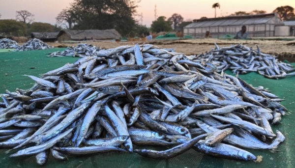 En Afrique, les moustiquaires servent de plus en plus &agrave; attraper du poisson