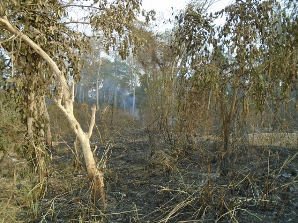 La for&ecirc;t sacr&eacute;e apr&egrave;s le passage du feu (Photo AIP)