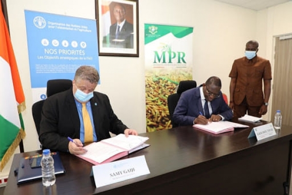 Autosuffisance en riz : signature d&rsquo;un accord de 696 millions de FCFA entre la C&ocirc;te d&rsquo;Ivoire et la Fao