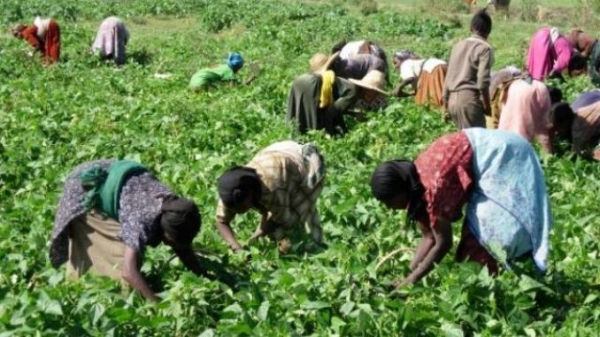 C&ocirc;te d&rsquo;Ivoire : la BAD mobilise 14 millions de dollars en faveur de petits producteurs d&rsquo;une r&eacute;gion du centre