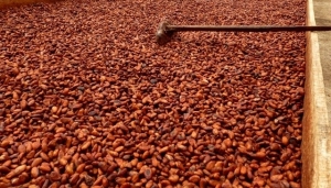 C&ocirc;te d'Ivoire : Situation confuse sur la vente du cacao ivoirien : Les explications du gouvernement
