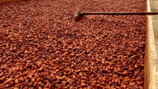 C&ocirc;te d'Ivoire : Situation confuse sur la vente du cacao ivoirien : Les explications du gouvernement