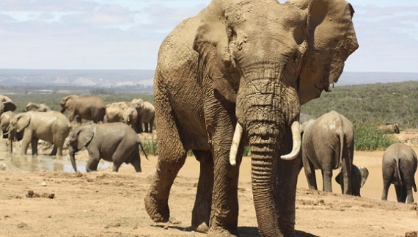 C&ocirc;te d'Ivoire : Les collectivit&eacute;s territoriales s&rsquo;instruisent sur la biodiversit&eacute;