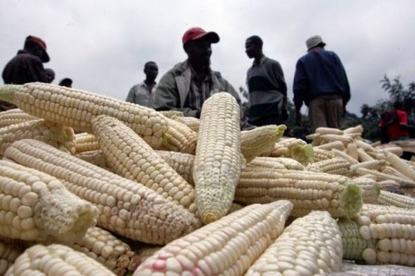 S&eacute;curit&eacute; alimentaire : Le ma&iuml;s, une autre r&eacute;ponse qui s'organise en C&ocirc;te d'Ivoire