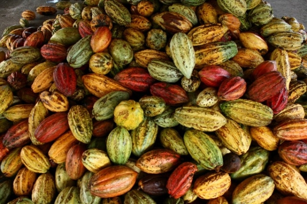 La C&ocirc;te d&rsquo;Ivoire &eacute;dicte des mesures pour une production abondante dans la fili&egrave;re caf&eacute;-cacao