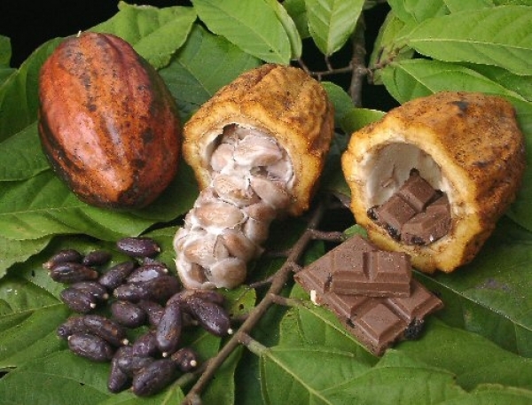 Dossier-Agriculture : L&rsquo;introduction de gros arbres dans les champs de cacao pourrait pr&eacute;server le cacaoyer des changements climatiques