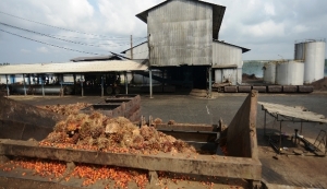 C&ocirc;te d&rsquo;Ivoire : Vers la cr&eacute;ation d&rsquo;une huilerie &agrave; Soubr&eacute;