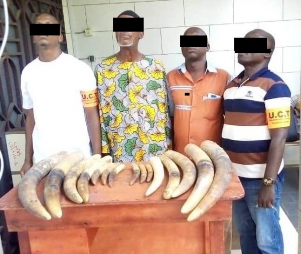 Trafic d&rsquo;esp&egrave;ces  prot&eacute;g&eacute;es : une croissance de 5 &agrave; 7% observ&eacute;e chaque ann&eacute;e malgr&eacute; la r&eacute;pression