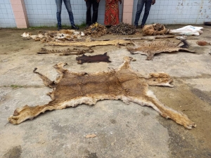 C&ocirc;te d&rsquo;Ivoire : Deux pr&eacute;sum&eacute;s trafiquants d&rsquo;animaux arr&ecirc;t&eacute;s