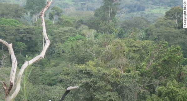 REDD + : pr&egrave;s de 112 milliards de FCFA &agrave; mobiliser pour refaire le couvert forestier ivoirien