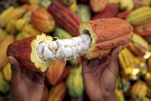 M&eacute;vente du cacao ivoirien : Les producteurs accusent les multinationales