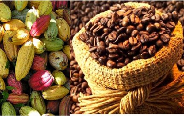 C&ocirc;te d&rsquo;Ivoire : le prix bord champ du cacao fix&eacute; &agrave; 2800 FCFA et celui du caf&eacute; &agrave; 1700 FCFA le kg pour la campagne 2025-2026
