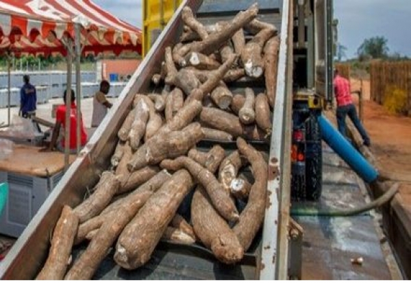 C&ocirc;te d'Ivoire : Construction prochaine d&rsquo;une usine de transformation du manioc &agrave; S&eacute;man (Yamoussoukro)