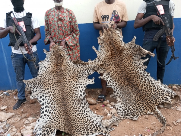 C&ocirc;te d'Ivoire : deux pr&eacute;sum&eacute;s trafiquants d&rsquo;animaux interpell&eacute;s avec 3 peaux de panth&egrave;res  &agrave; Bouna