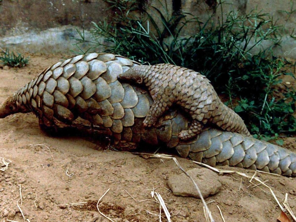 C&ocirc;te d&rsquo;Ivoire : La difficile lutte pour la pr&eacute;servation des pangolins