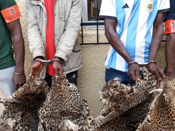 C&ocirc;te d&rsquo;Ivoire: Deux pr&eacute;sum&eacute;s trafiquants d&rsquo;animaux interpell&eacute;s avec 4 peaux de panth&egrave;res &agrave; Soubr&eacute;