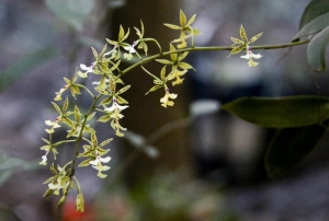 Inde: Red&eacute;couverte d&rsquo;une esp&egrave;ce botanique disparue