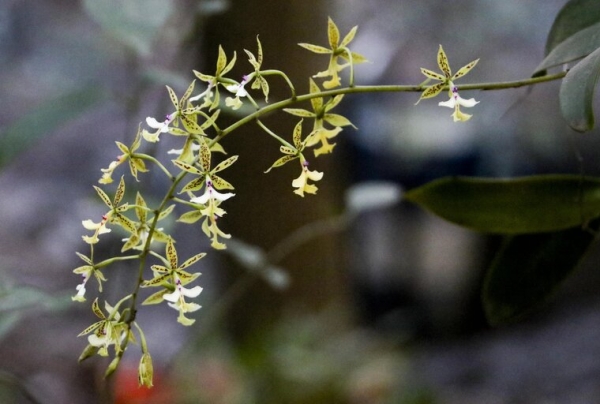 Inde: Red&eacute;couverte d&rsquo;une esp&egrave;ce botanique disparue