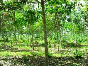 C&ocirc;te d'Ivoire : op&eacute;ration &laquo; une &eacute;cole, une parcelle agro pastorale &raquo;