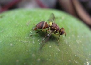 C&ocirc;te d'Ivoire-Agriculture : La fili&egrave;re mangue et la p&eacute;nible lutte contre la mouche des fruits