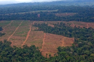 Enqu&ecirc;te sur les investissements de Bollor&eacute; qui menacent les for&ecirc;ts africaines