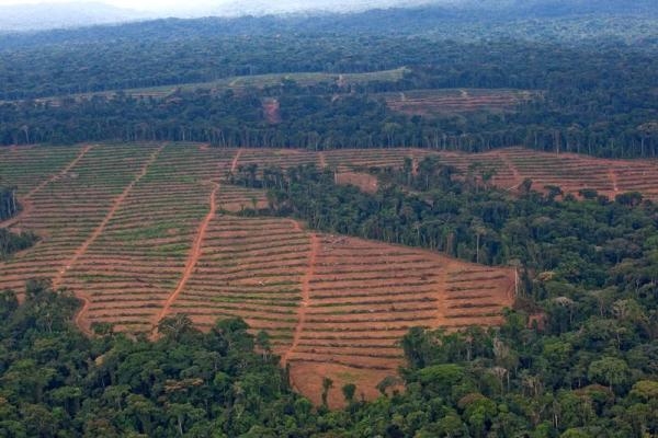 Enqu&ecirc;te sur les investissements de Bollor&eacute; qui menacent les for&ecirc;ts africaines
