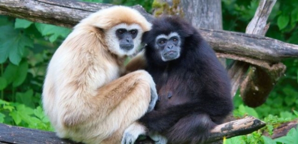 Deux gibbons &agrave; mains blanches au zoo de Salsbourg (Ph. d'archive)
