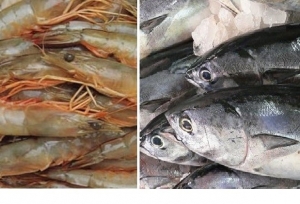 C&ocirc;te d'Ivoire: Ouverture prochaine d&rsquo;une usine de produits halieutiques &agrave; Grand-Bassam, 4 milliards d&rsquo;investissement