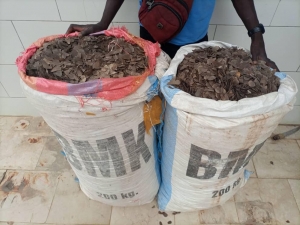 C&ocirc;te d&rsquo;Ivoire/ Guiglo : Deux trafiquants d&rsquo;animaux mis aux arr&ecirc;ts avec 153 kilogrammes d&rsquo;&eacute;cailles de pangolins