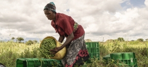 Afrique : le trait&eacute; de libre-&eacute;change peut favoriser le commerce durable de la biodiversit&eacute; africaine