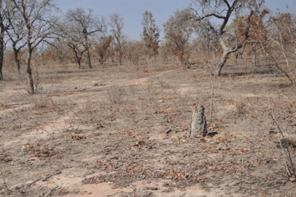 La Banque mondiale pr&eacute;voit d&rsquo;investir plus de 5 milliards de dollars dans les zones arides d'Afrique