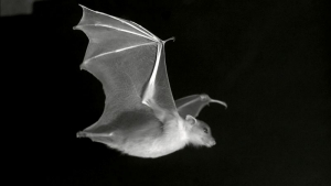 Une chauve souris (image d'archive) 