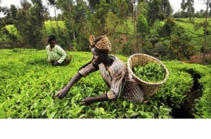 S&eacute;curit&eacute; alimentaire : La C&ocirc;te d&rsquo;Ivoire se dote d&rsquo;un plan de transition vers l&rsquo;agriculture intelligente