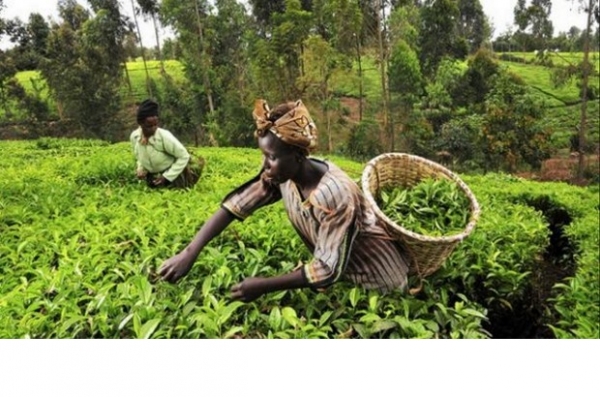 S&eacute;curit&eacute; alimentaire : La C&ocirc;te d&rsquo;Ivoire se dote d&rsquo;un plan de transition vers l&rsquo;agriculture intelligente