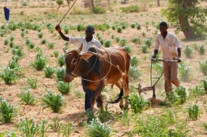 Niger : la BAD accorde un pr&ecirc;t de 127 millions de dollars pour d&eacute;senclaver les zones agropastorales &agrave; l&rsquo;est du pays