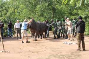 Le rhinoc&eacute;ros de Djamalabo (M&rsquo;Batto) a &eacute;t&eacute; transf&eacute;r&eacute; &agrave; Bouak&eacute;