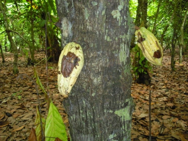 C&ocirc;te d&rsquo;Ivoire : des vari&eacute;t&eacute;s am&eacute;lior&eacute;es pour &eacute;radiquer swollen shoot, maladie qui d&eacute;vaste les cacaoyers