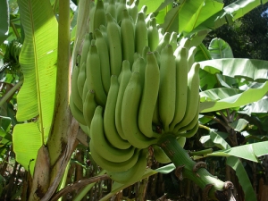 Compagnie fruiti&egrave;re va investir 7 milliards pour accro&icirc;tre la production de banane bio en C&ocirc;te d&rsquo;Ivoire