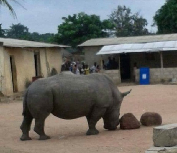 Le rhinos&eacute;ros tueurs dans le village de Frondobo