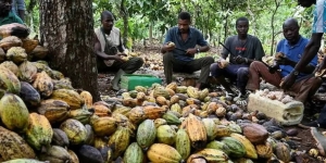 R&egrave;glement europ&eacute;en sur la d&eacute;forestation : l&rsquo;Union Europ&eacute;enne sensibilise les acteurs du secteur du cacao ivoirien