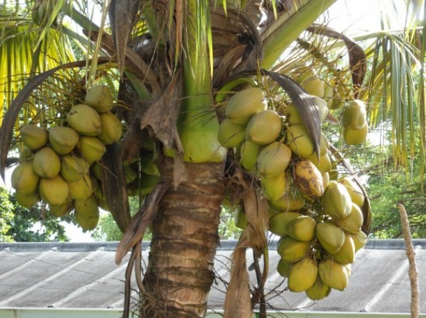 Un cocotier (Image d'archives) 