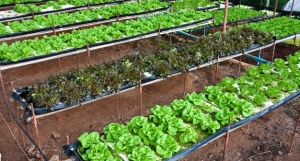 culture hors sol (ph d'archives)