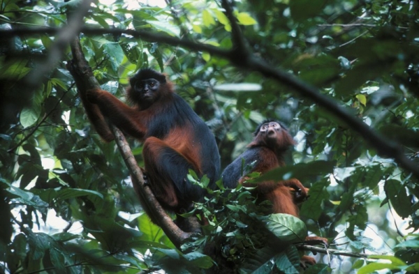 C&ocirc;te d&rsquo;Ivoire : Les occupants de la for&ecirc;t class&eacute;e de Kani somm&eacute;s de d&eacute;guerpir