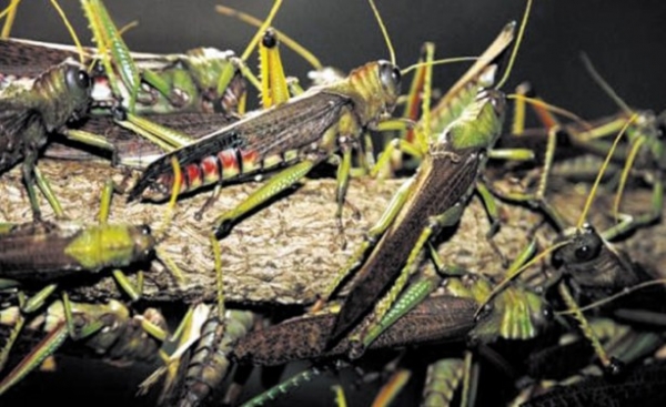 Corne de l&rsquo;Afrique : la pire invasion de criquets p&egrave;lerins depuis des d&eacute;cennies (FAO)