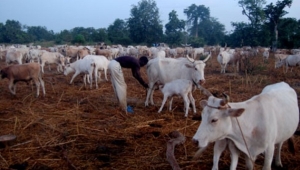 C&ocirc;te d&rsquo;Ivoire-Touba : Vers la cr&eacute;ation de zones pastorales pour mettre fin aux conflits &eacute;leveurs-agriculteurs