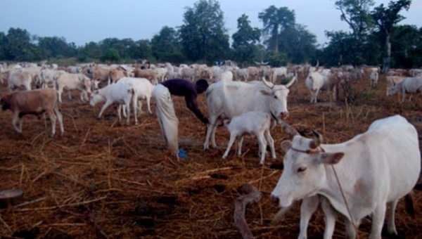C&ocirc;te d&rsquo;Ivoire-Touba : Vers la cr&eacute;ation de zones pastorales pour mettre fin aux conflits &eacute;leveurs-agriculteurs