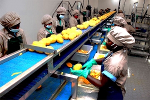 C&ocirc;te d'Ivoire/ Agro-Industrie / l&rsquo;Usine de Transformation de fruits sech&eacute;s tropicaux de Bonoua : Une unit&eacute; industrielle pour accroitre la valeur ajout&eacute;e de la fili&egrave;re